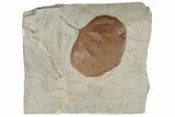 Fossil Leaf (Zizyphoides) - Montana #190446-1